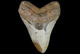 Huge, Fossil Megalodon Tooth - North Carolina #109763-2